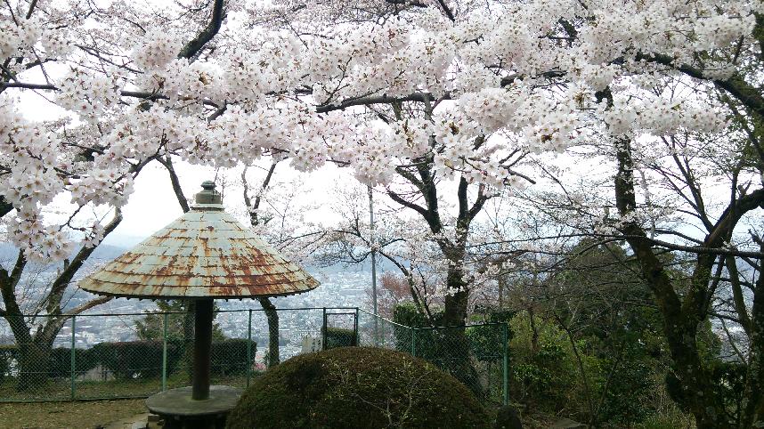 傘地蔵桜